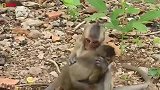 猴哥按住猴弟收拾，猴王发现立刻把它教训一顿，伤心