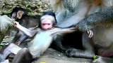 不想回到妈妈怀里，搞笑的小奶猴