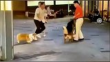 小狗挑衅大狗，眼见不敌男子踹倒大狗主人