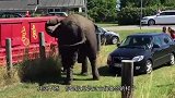 男子正在拍照，突然一头大象冲了过来，镜头记录惊险一幕！