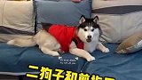 给它剪个指甲是难如登天
