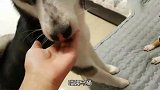 狗狗张牙舞抓大骂主人，但当它看到主人的零食时，竟立马讨好主人