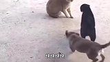 看热闹不嫌事大哈哈哈