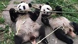 抢小伙伴竹子吃的大熊猫，你这样做不过分吗