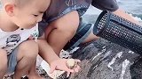 宝宝这几天总问八爪鱼吃不吃鲍鱼，今天带宝宝实践一下