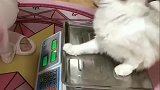 铲屎官给布偶猫称体重,没想到喵星人这么蠢萌,猝不及防!