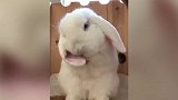 看着萌萌的兔子，不知道在吃什么啊，真是好玩极了！