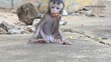 外婆猴大口大口地吃着芒果，只能捡皮皮吃的小马丁一脸委屈