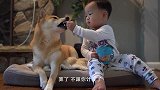 主人拜托柴犬看孩子，回到家一看被惊到了，这狗绝对成精了(8)