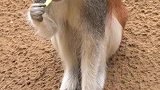 老大长腿居然会挑食