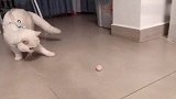 猫咪带上猫绳，上演鬼畜舞步，喵：你这东西有点上头