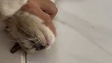 昨天我家才19只猫，今天一下就27只了动物图鉴