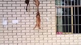 猫咪偷吃主人晾的拉亚，被主人发现后，录下”证据“视频