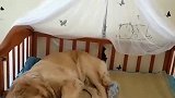 金毛：在我的床上睡觉就是舒服！