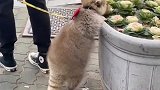 会害羞的小浣熊，表示看不见我看不见我