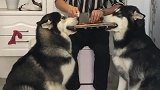 做狗难做个聪明的狗更难