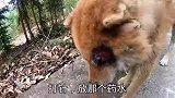 田园犬松松眼睛受伤，主人说差点丢了性命，现在刚恢复又出去打架