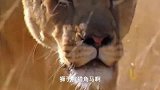 动物世界-牛羚穿越狮子伏击，狮子VS牛羚！场面壮观