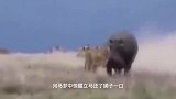 动物：非洲二哥捕杀4吨河马，河马瑟瑟发抖，皮糙肉厚也要被掏肛