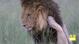 太疯狂！非洲草原惊现“同性恋”狮子