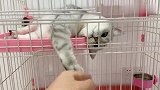 被关着的猫咪，把爪爪伸出笼子，喵：陪我玩
