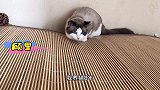 布偶猫，一种直男看到都会心跳加速的猫