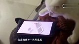 猫玩跳一跳都比你玩的好系列