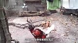 鸡和鸭正干着架，突然窜出只狗子来凑热闹，还帮鸭子一块欺负鸡