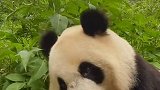 野外大熊猫达1800多只，国宝不再“濒危”。（来源：熊猫的慢生活）大熊猫 国宝不愧是国宝 国宝熊猫