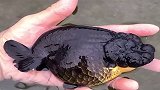 刚在河里钓起来的鱼，看上去像碳一样黑，吓得我打算把它放生了！