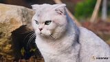 猫小猫咪：滴水之恩，当涌泉相报！好感人啊！