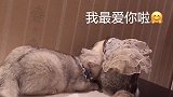 去朋友家被别的猫打了一回到家就是这个委屈鬼造型。