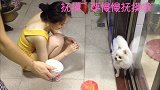 【宠物星球】谁都不能抢走我的好吃哒  你家汪宝是护食狂嘛？