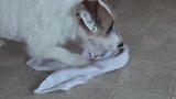 两只恶犬作死挑衅牛儿，牛儿气不过，一角把狗狗顶飞