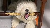 功夫不负有心狗，可算被你给咬断了