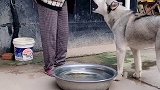 姥姥终于吵赢了二哈
