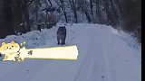 路遇一只拦路虎，一句本地的化解困境！