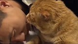 主人亲一口猫咪，猫咪也回亲一口主人，不能让主人吃亏了
