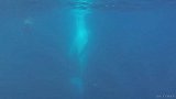 与鲸共舞 国外游客在潜海时意外遇到两只座头鲸