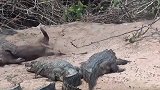 水獭和鳄鱼躺在一起晒太阳，鳄鱼怎么不吃它呢