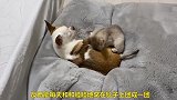 这是我见过最甜蜜的场景，小猫咪依偎在狗狗怀里，太有爱了