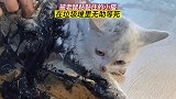 流浪猫被黏住，无法动弹