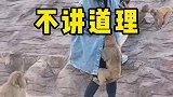 现在猴子也太皮了吧