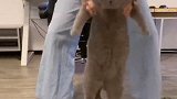自从闺蜜来了我家后 ，猫咪就被治的服服帖帖，看完心疼它三秒！
