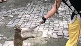 小朋友给猴子买香蕉
