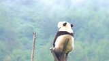 熊猫：年年岁岁，一日复一日，蚩尤我还要等你多久