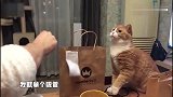 可爱猫咪玩起来不给主人面子，自带表情包的橘猫惹不起啊