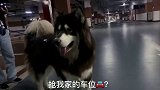 狗子的占有欲太强了，在停车场看见有人要占自家车位，立马就冲上
