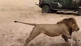 非洲雄狮偷袭睡觉的花豹，幸好花豹跑得快！