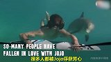 加勒比海海豚Jojo喜欢和人类互动 还会带着家人一起来玩